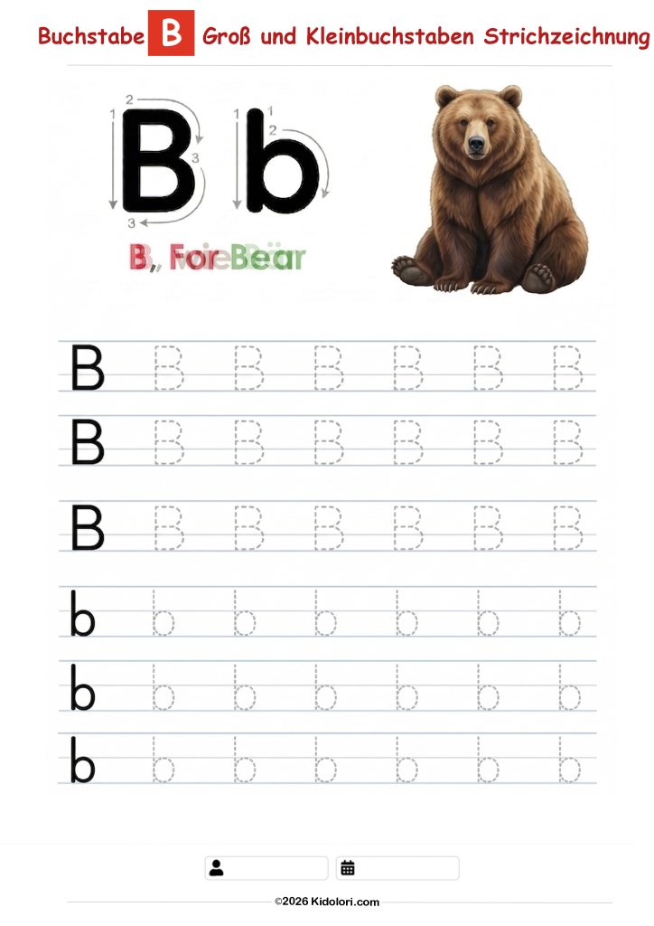 Buchstabe B – Große und kleine Buchstaben Nachspurübung